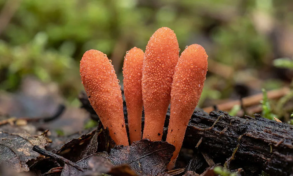 Cordyceps