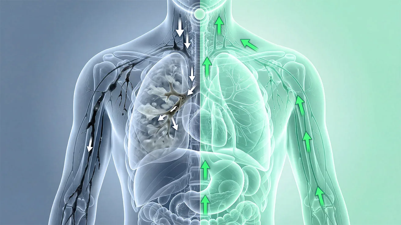 Ilustración del sistema respiratorio